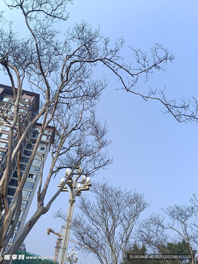 城市中光秃树木与建筑景观