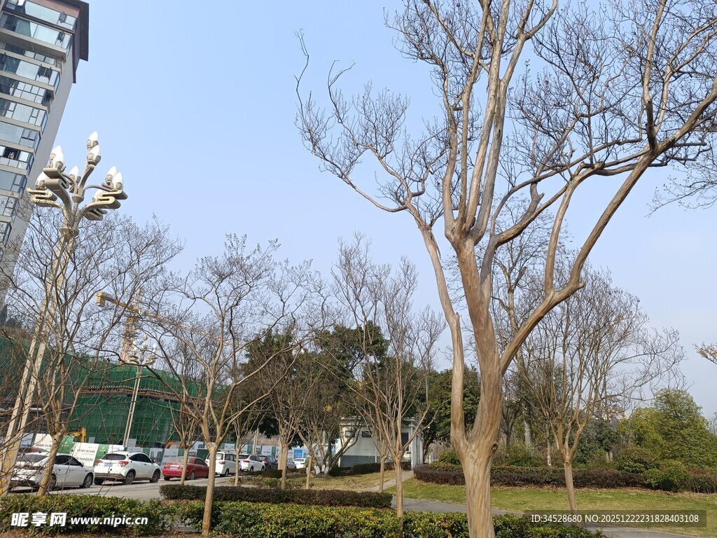 城市公园冬日树木景观