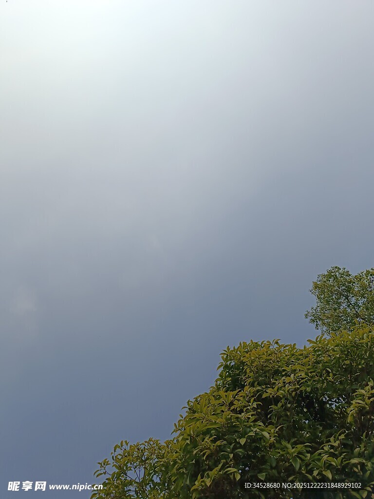 阳光下的绿树与蓝天