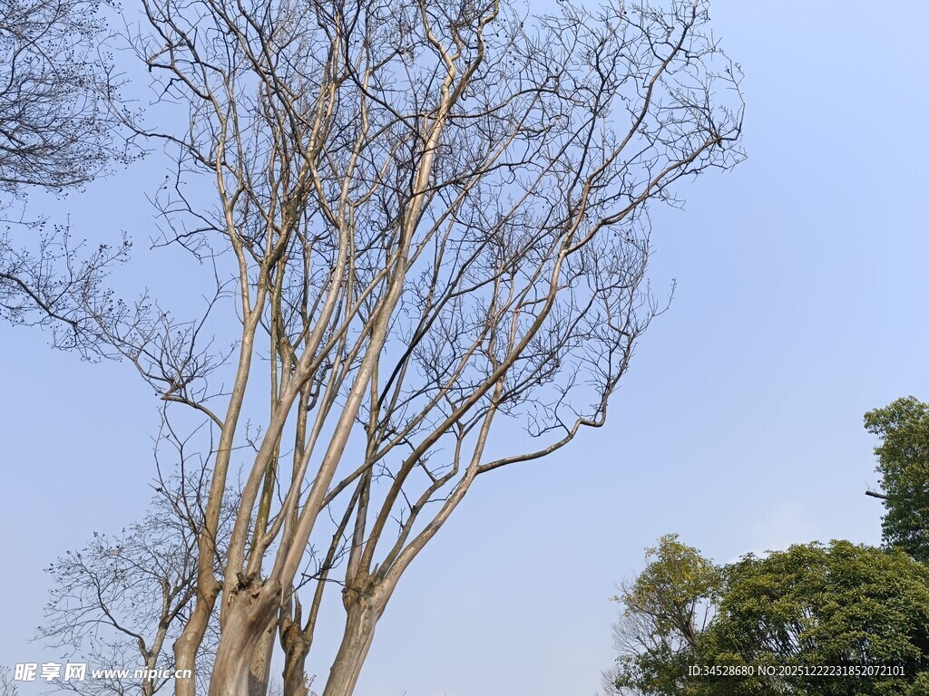 光秃树木与蓝天背景