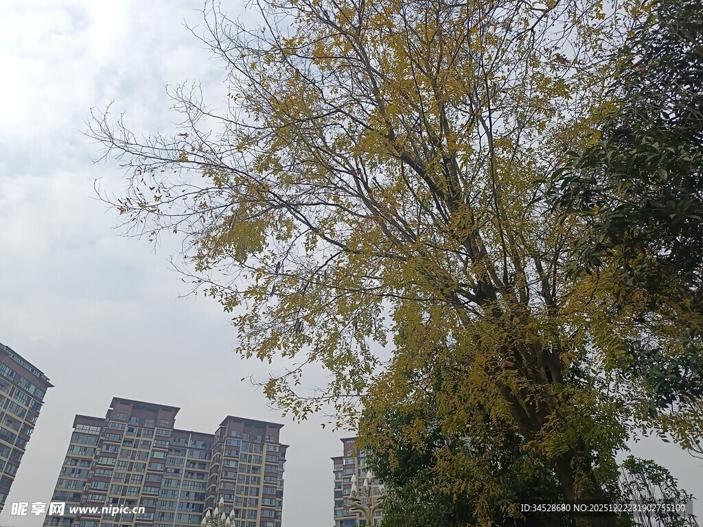 城市中的大树与高楼