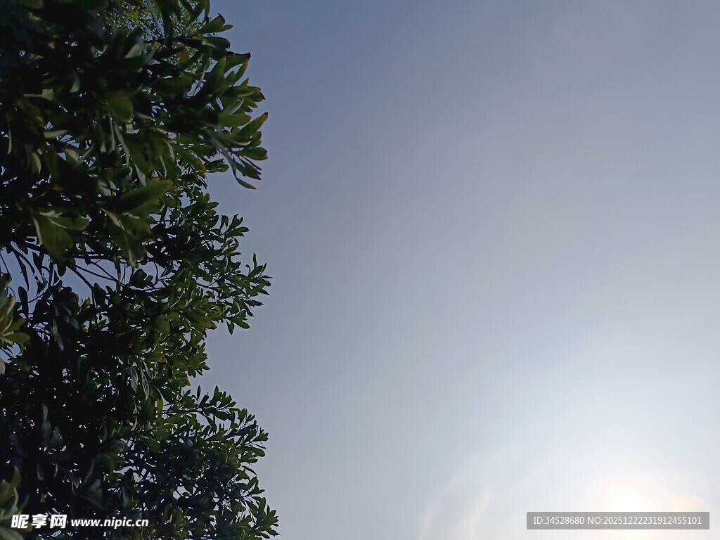 透过树梢看晴朗天空