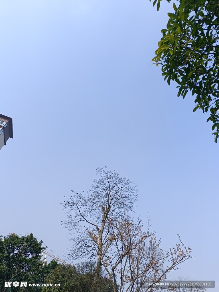 蓝天绿树间的飞鸟