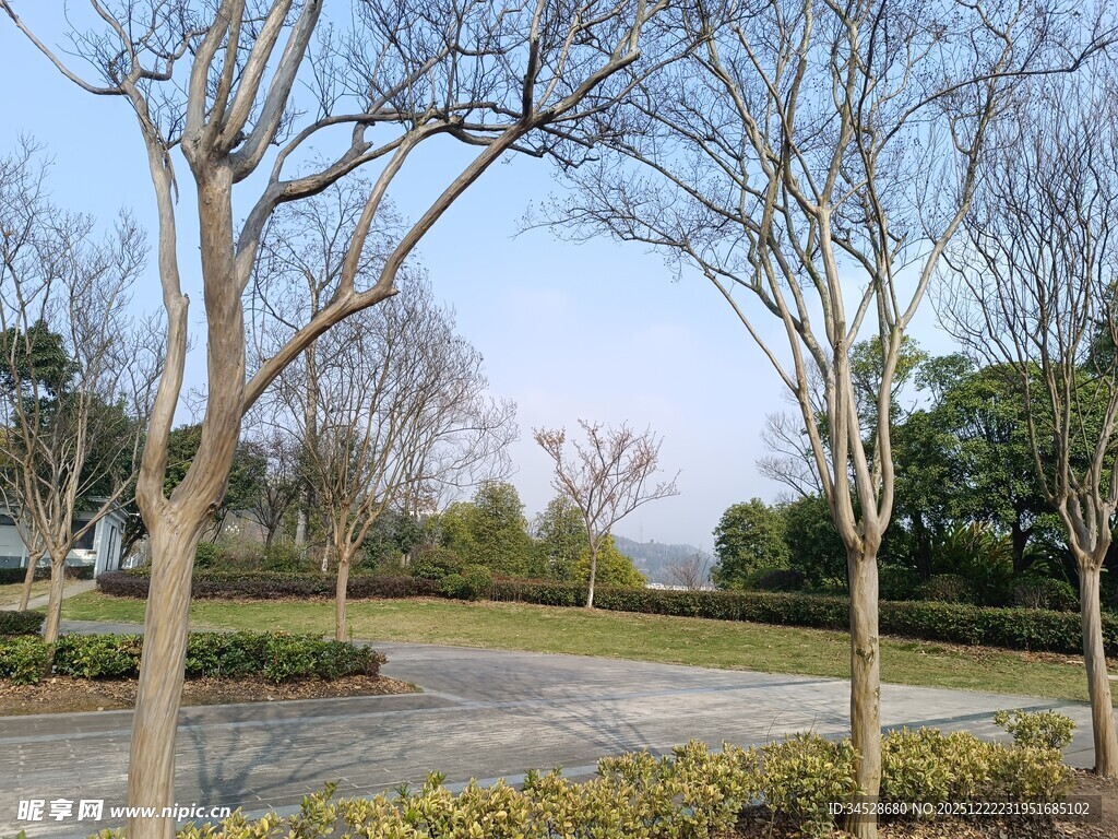 冬日公园的光秃树木景观