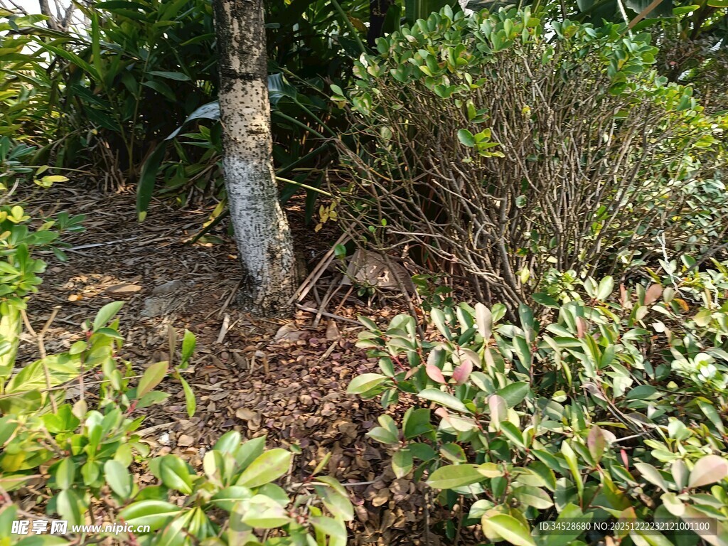 林间植物与树木景观