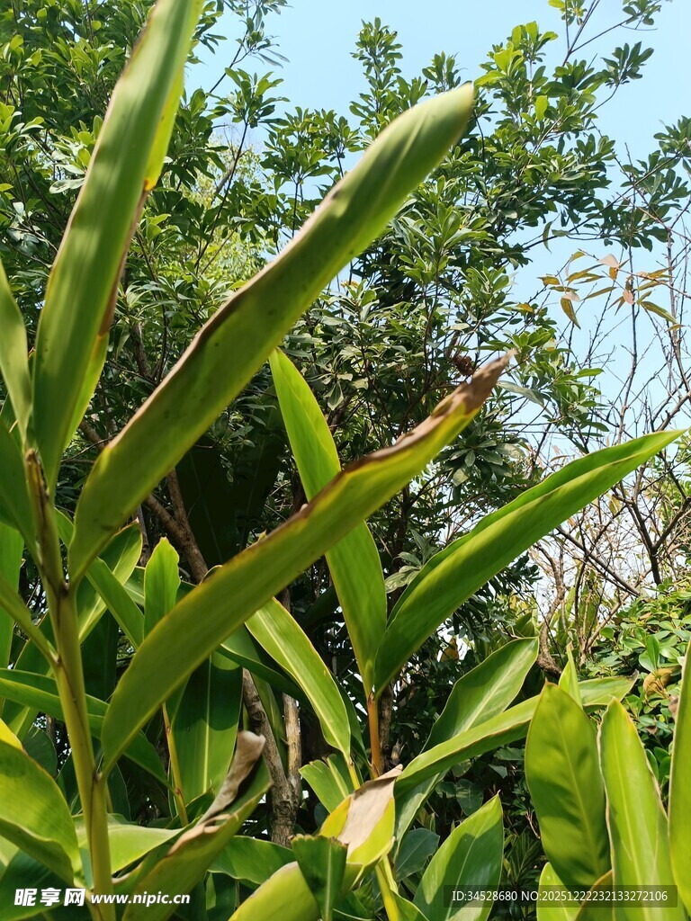翠绿繁茂的热带植物景象