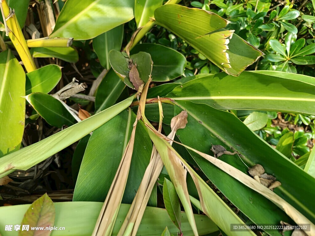 翠绿带刺的龙舌兰叶片