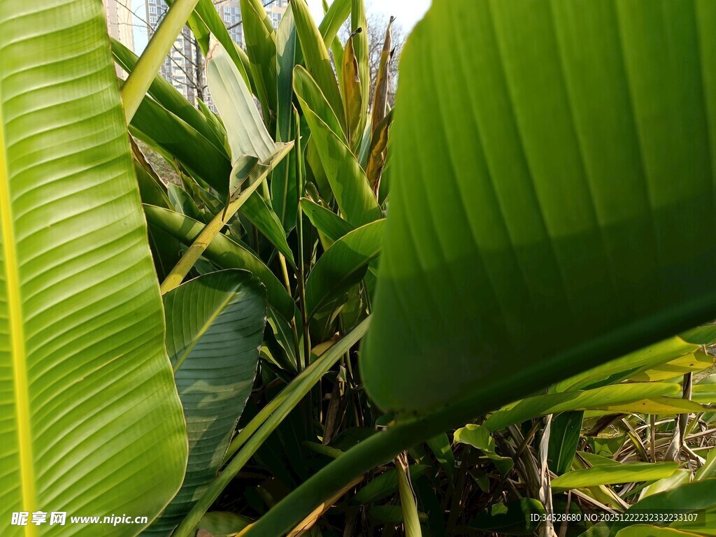 翠绿宽大的热带植物叶片