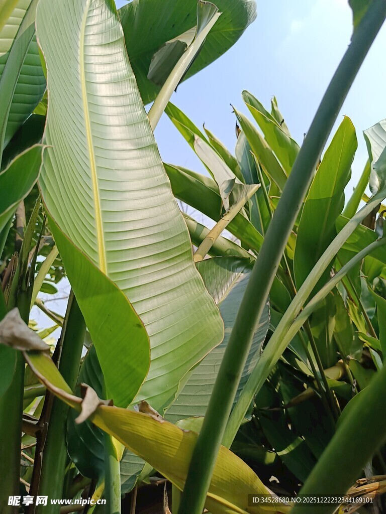 翠绿芭蕉叶特写