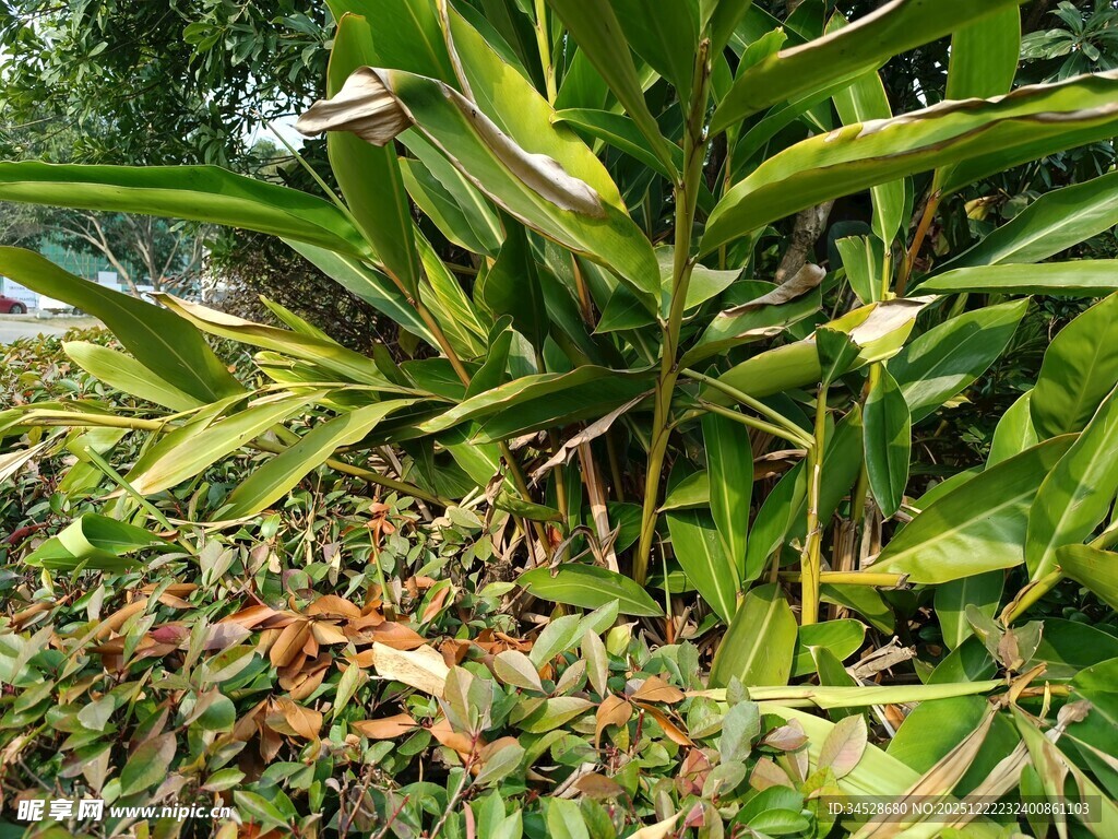绿叶繁茂的热带植物景观