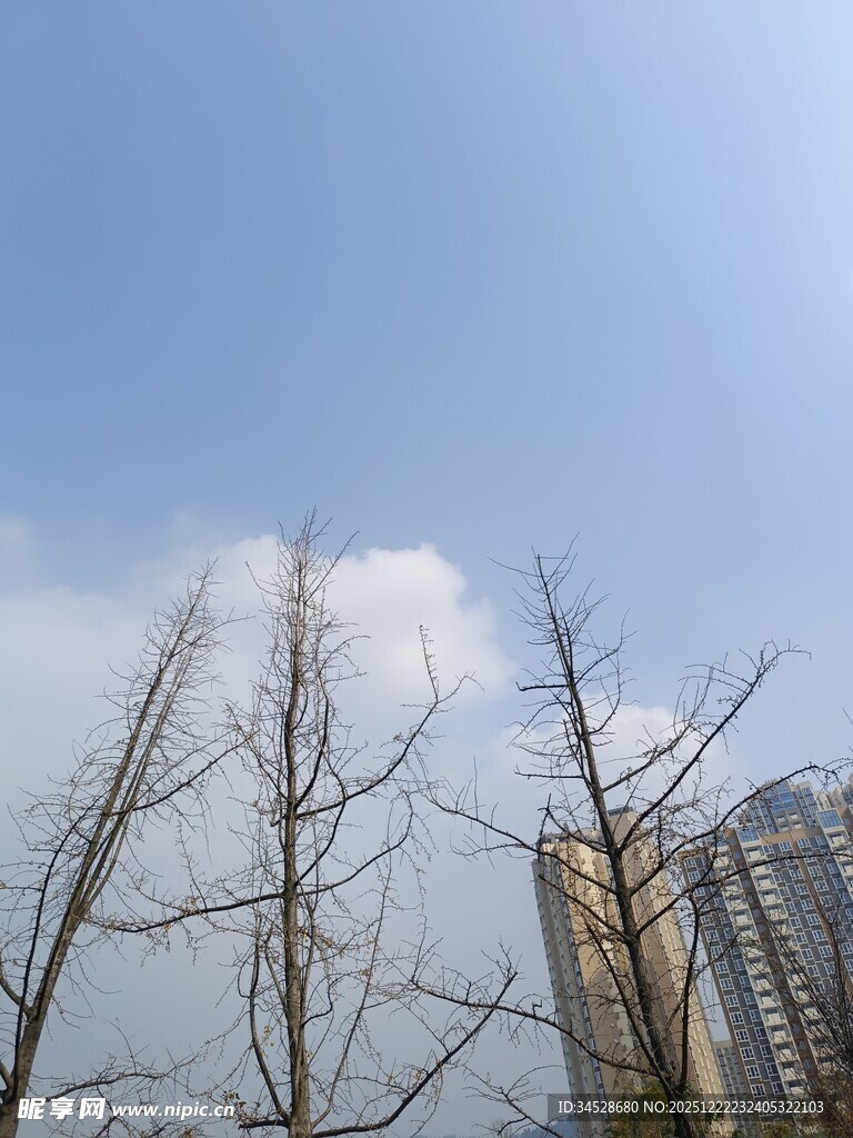 蓝天枯树旁的高楼景象