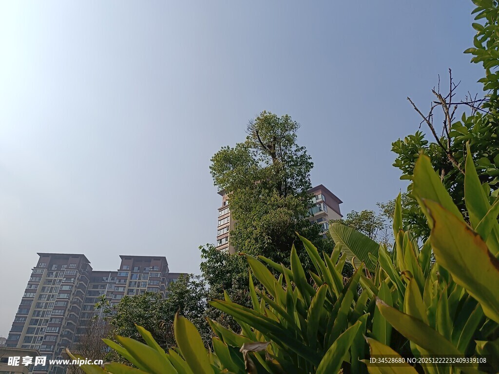 高楼旁的葱郁绿植
