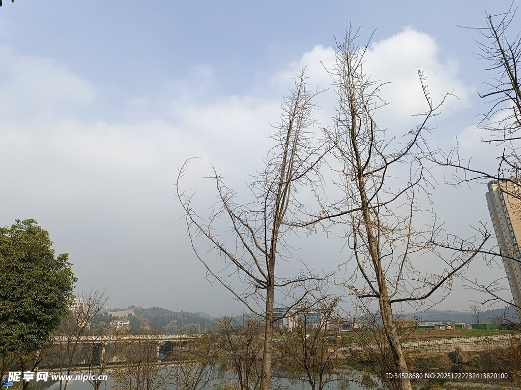 冬日枯树与远处建筑景观