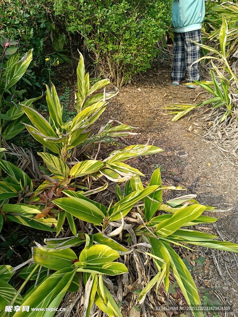 小径旁翠绿带黄边的植物