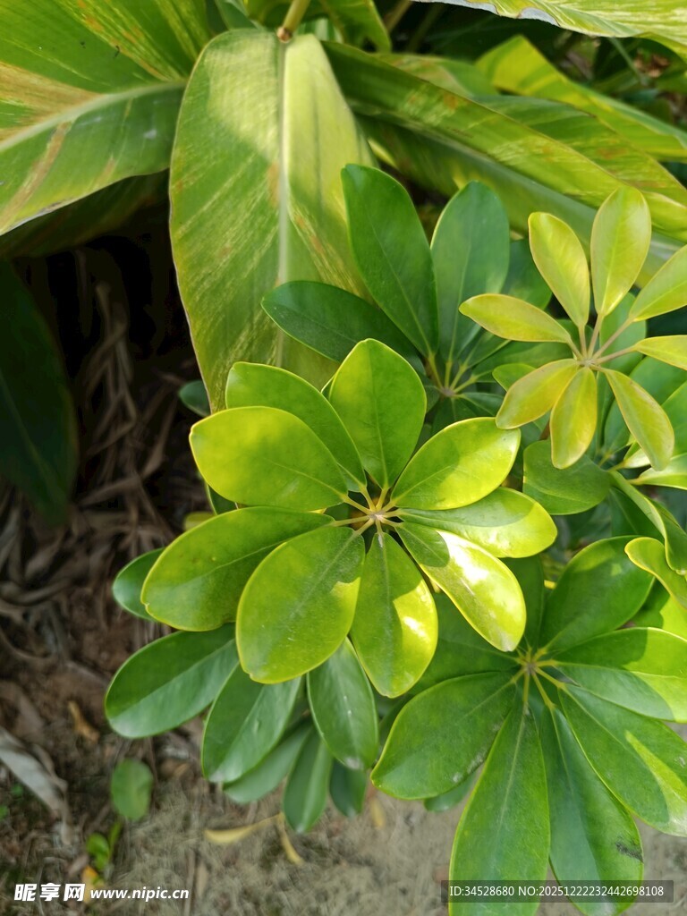 翠绿繁茂的热带植物