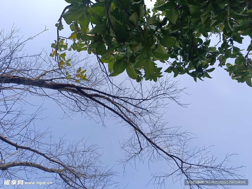 蓝天枯枝绿叶自然景象