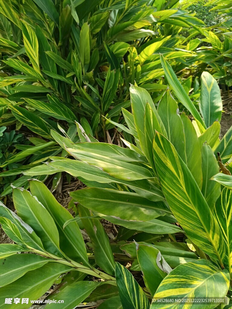 翠绿斑斓的热带观叶植物