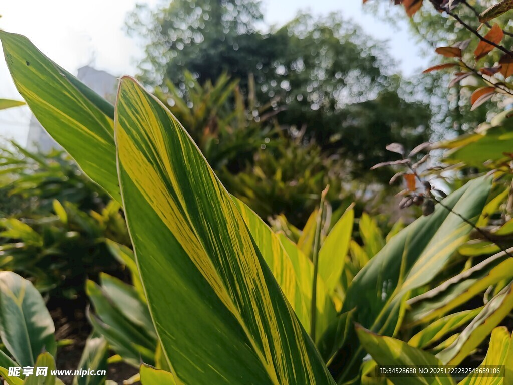 翠绿斑斓的热带植物