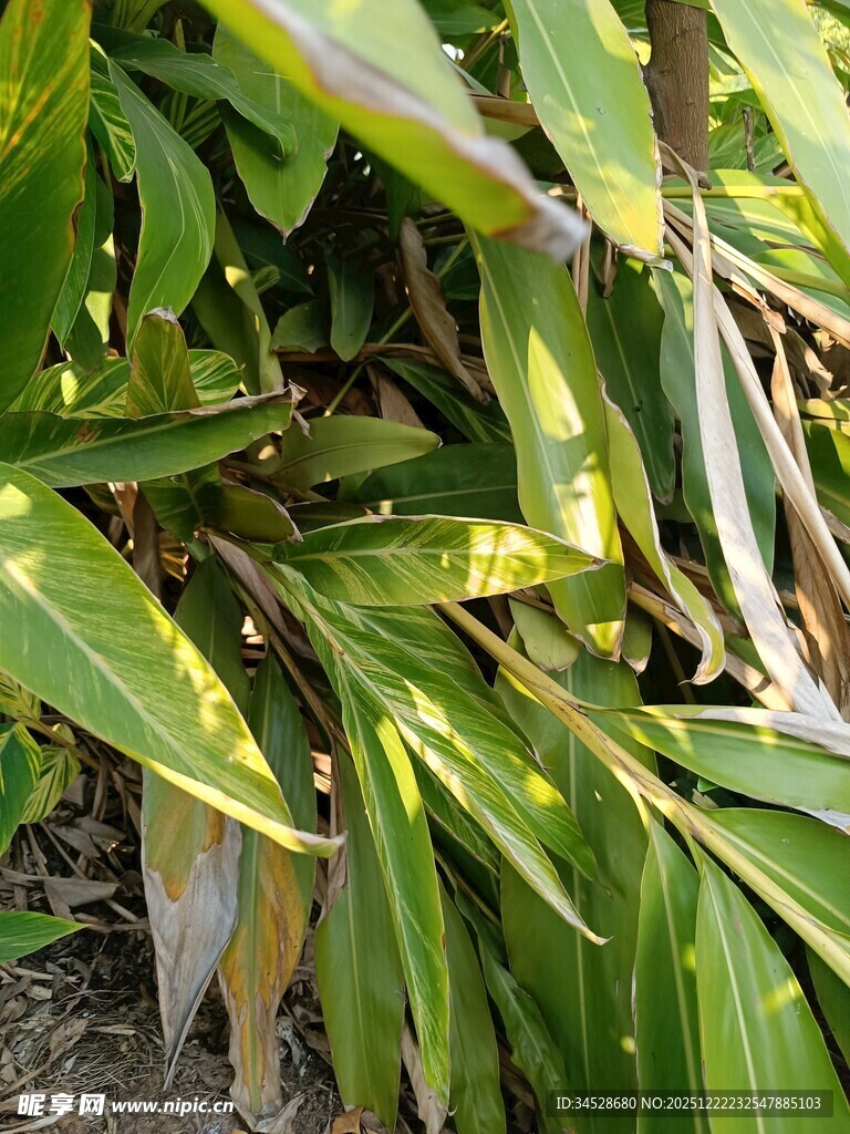 翠绿斑斓的热带植物叶片