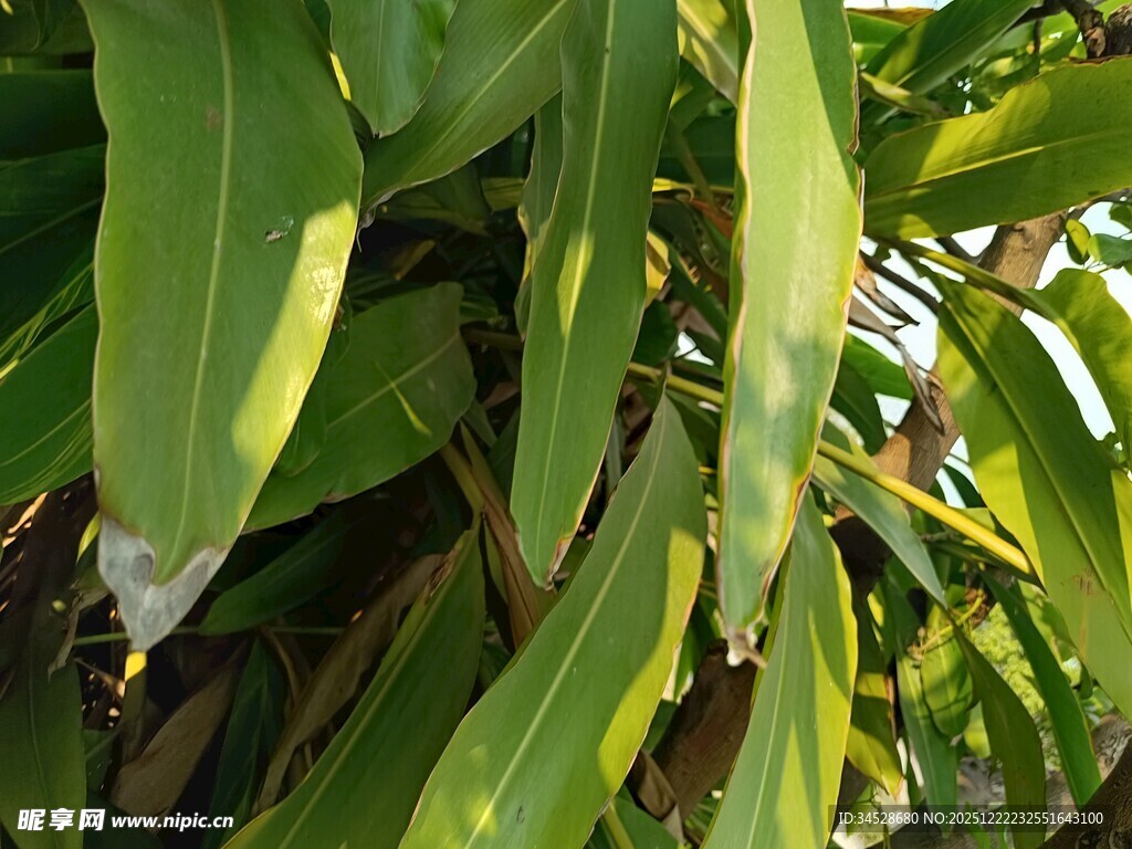 翠绿繁茂的热带植物叶片