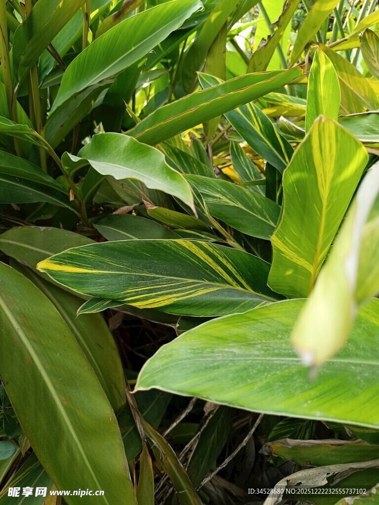 翠绿斑斓的热带观叶植物