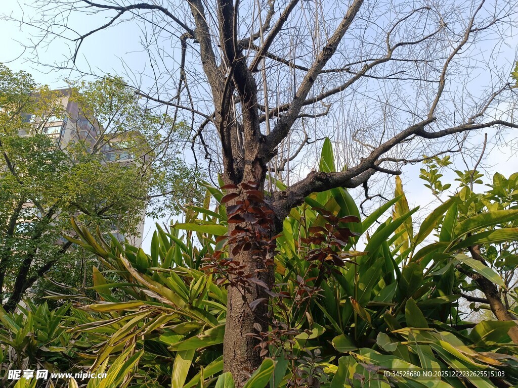 枯树与繁茂绿植相映