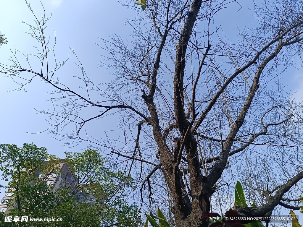 光秃树枝与蓝天