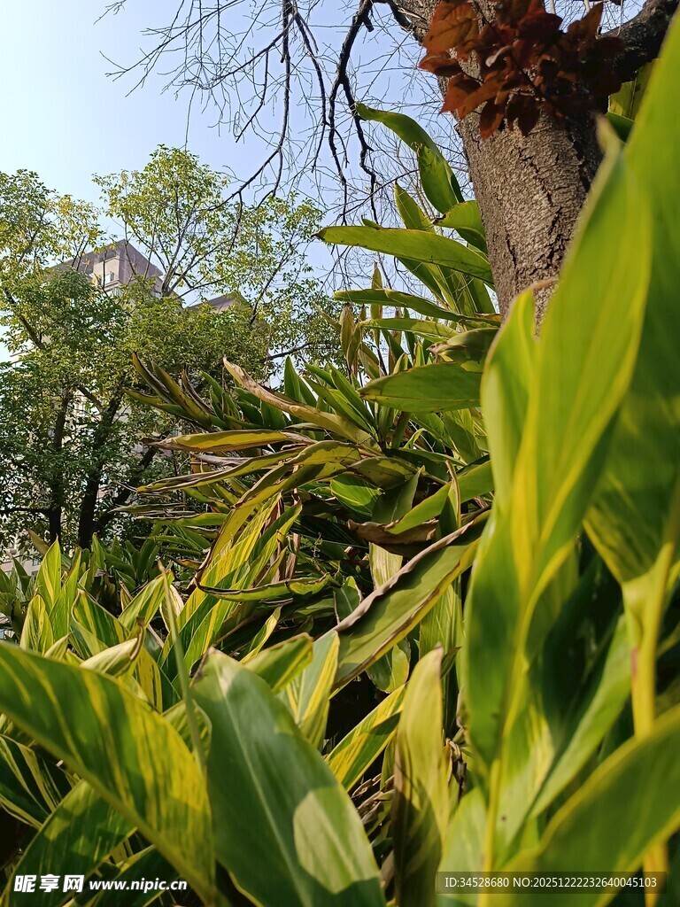 翠绿植物与繁茂树木景观