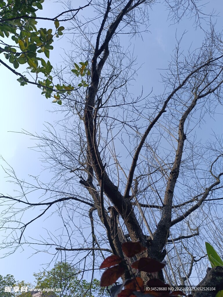 枯树仰视图