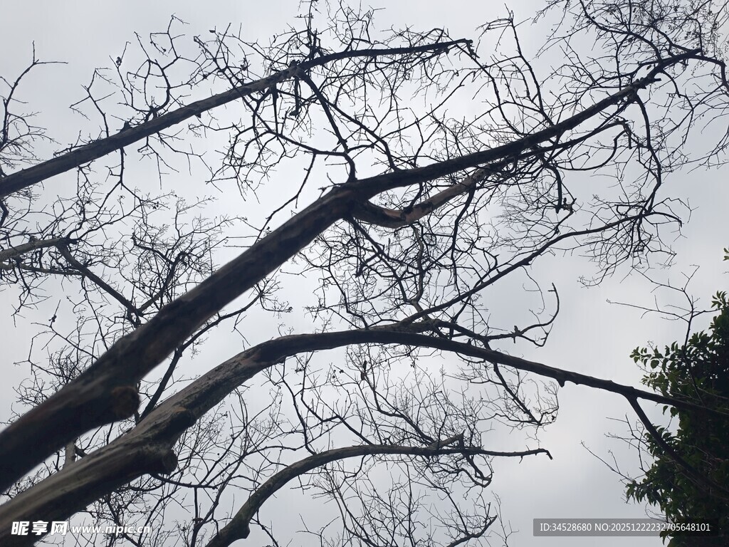 光秃树枝伸向灰白天空