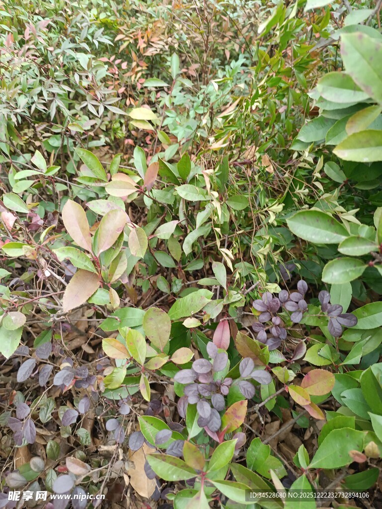 多彩植物覆盖的地面景观