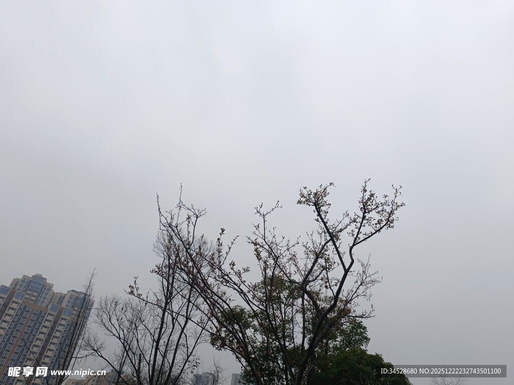 城市中光秃树木与高楼