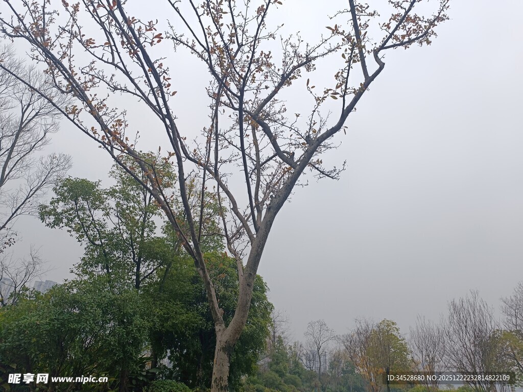 冬日枯树与葱郁绿植