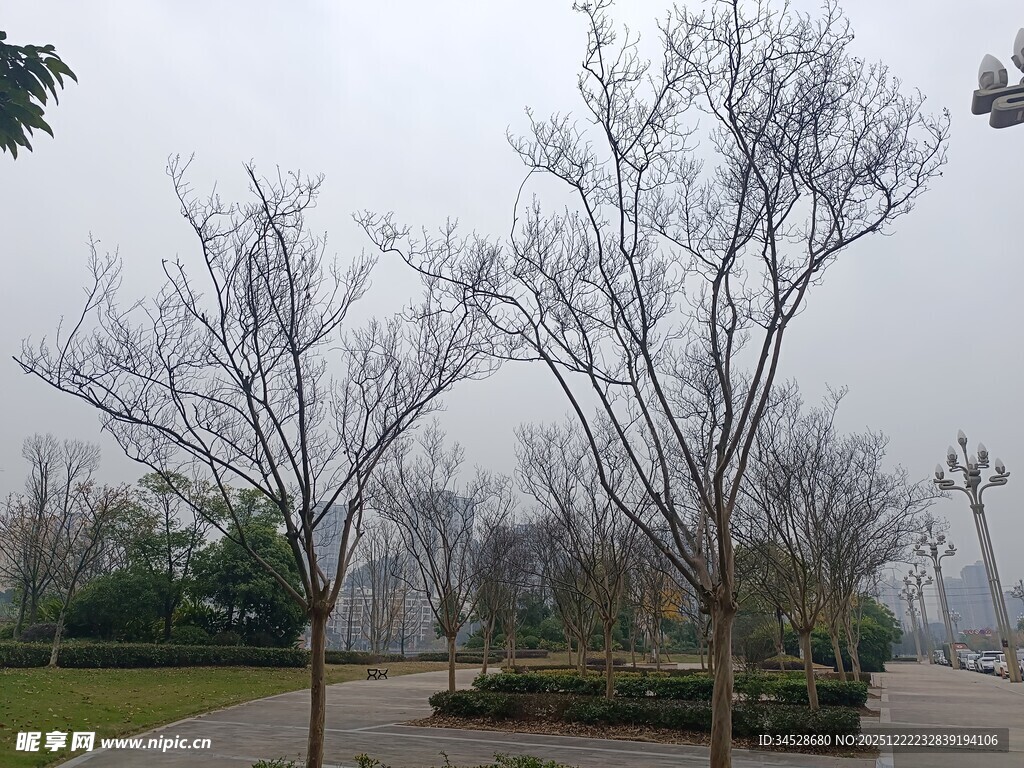 冬日公园的萧瑟树木景观