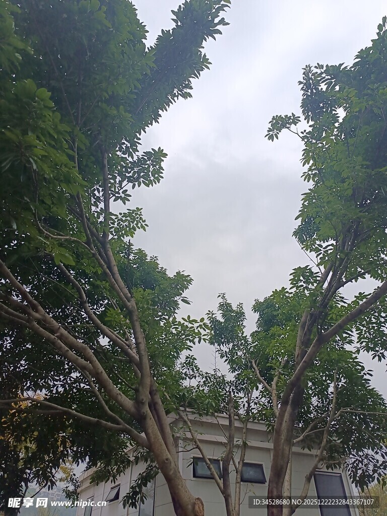 户外绿树成荫景象