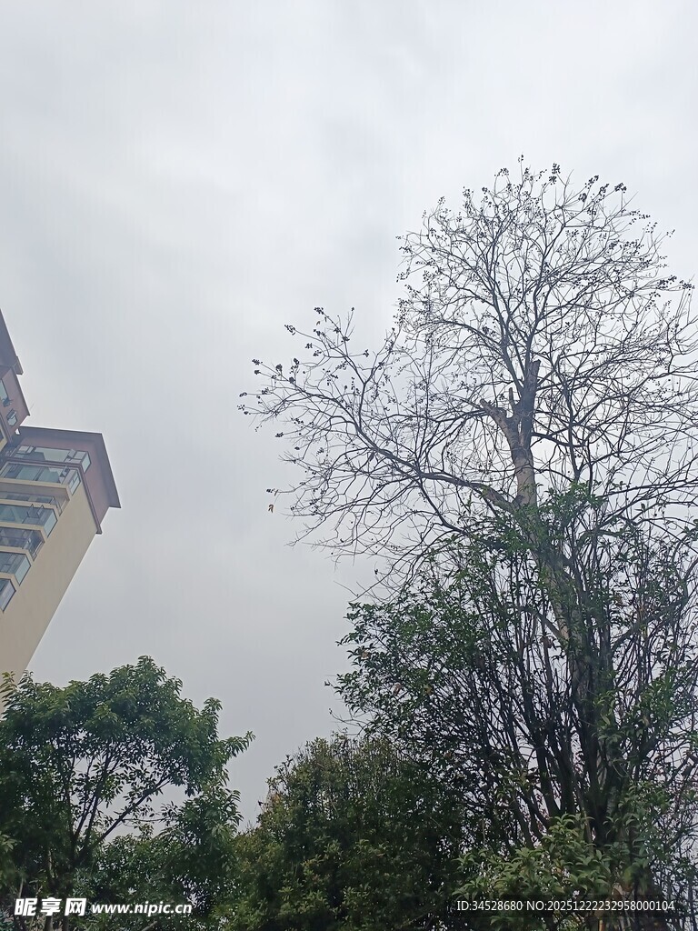 高楼旁的光秃树木