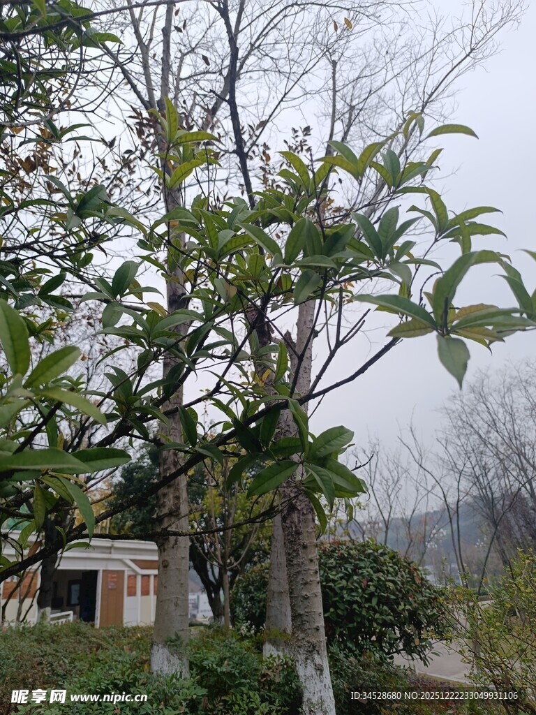 户外树木与小屋景致