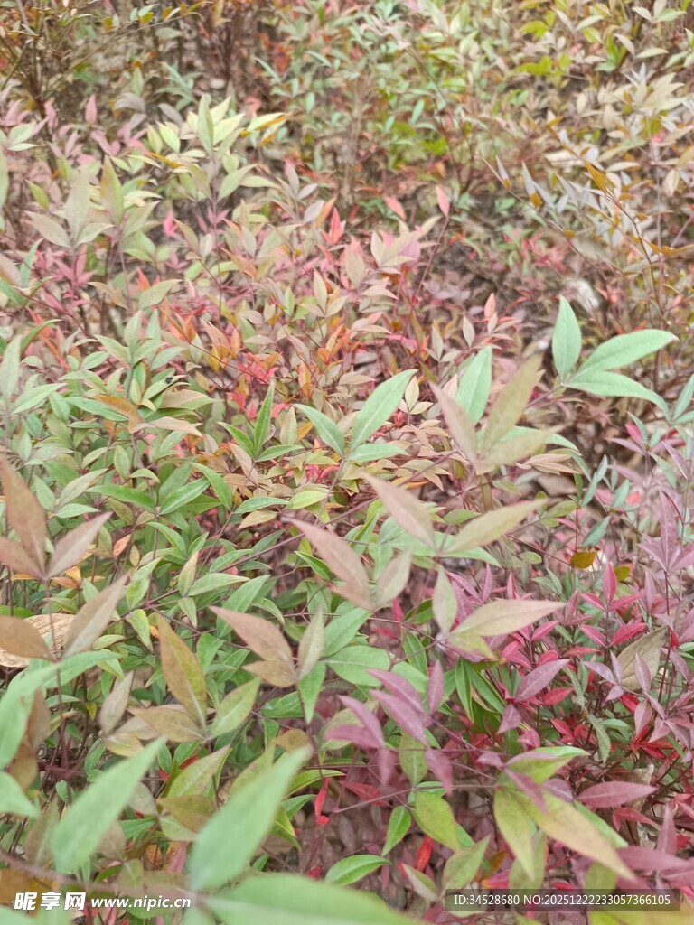 秋日多彩植物景观