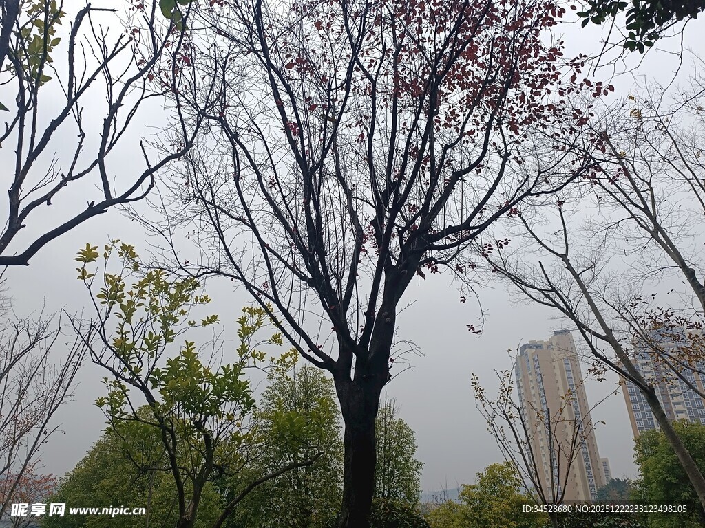 城市中光秃树木与绿植景观