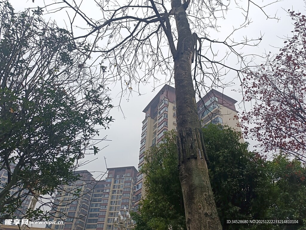 城市中光秃树木与高楼