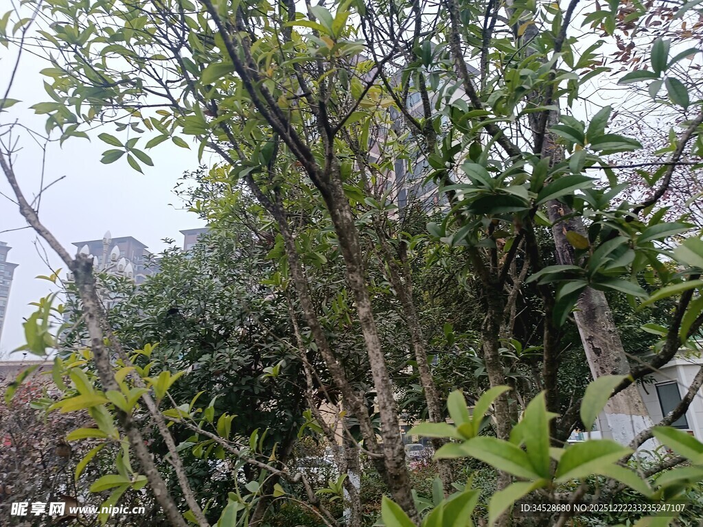 雨中繁茂绿植景观