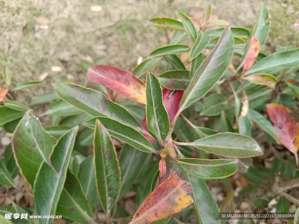 多彩叶片的绿植特写
