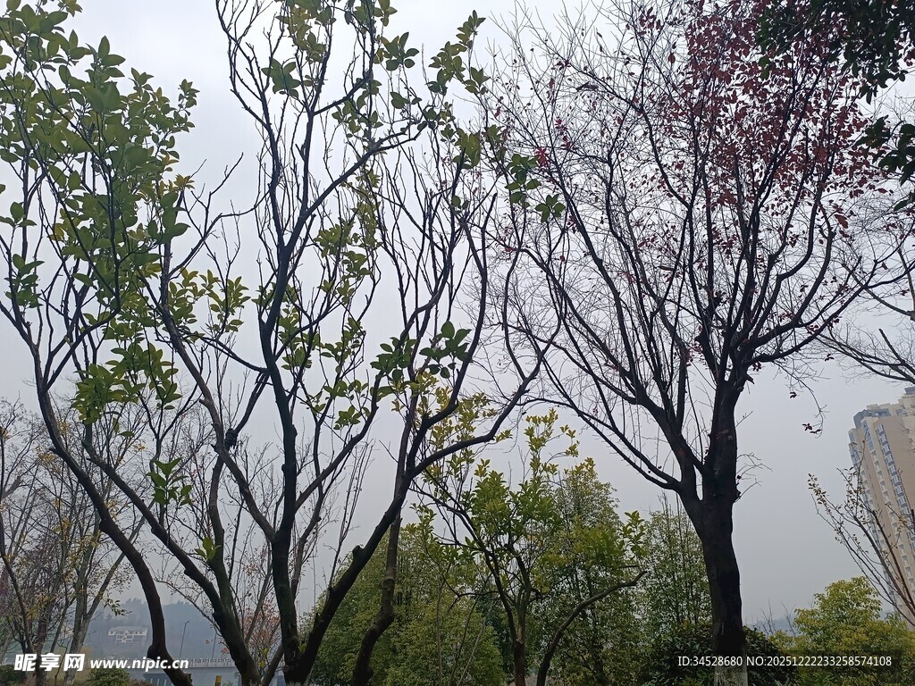 城市中繁花盛开的树木