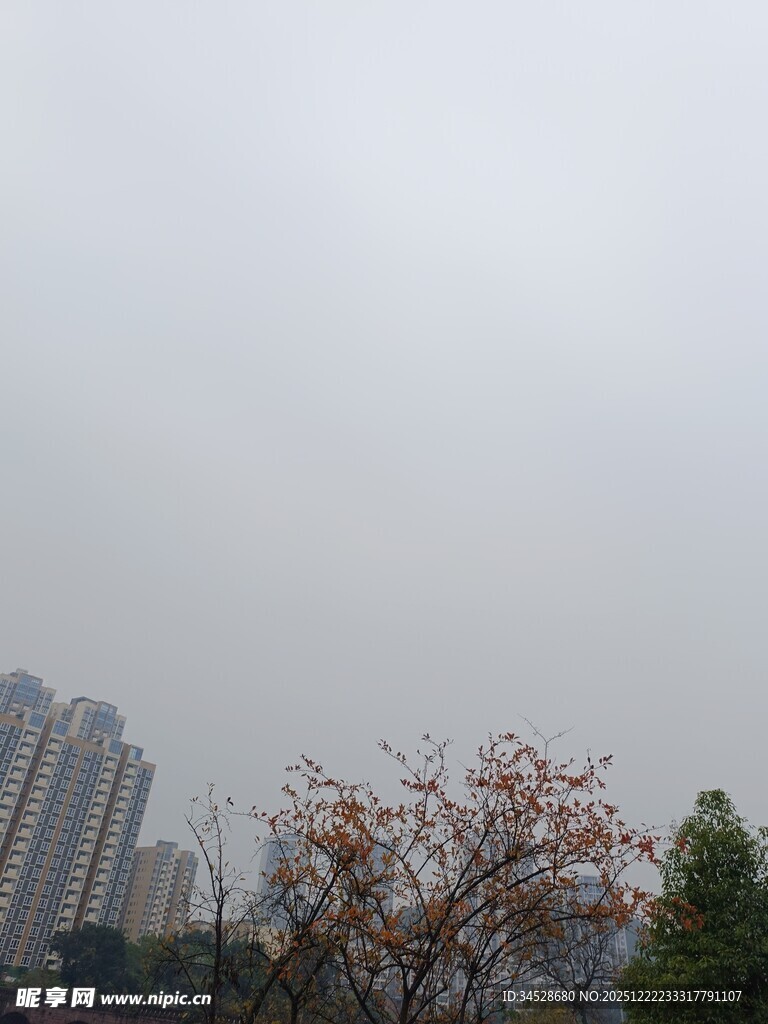 雾中城市与树木景观