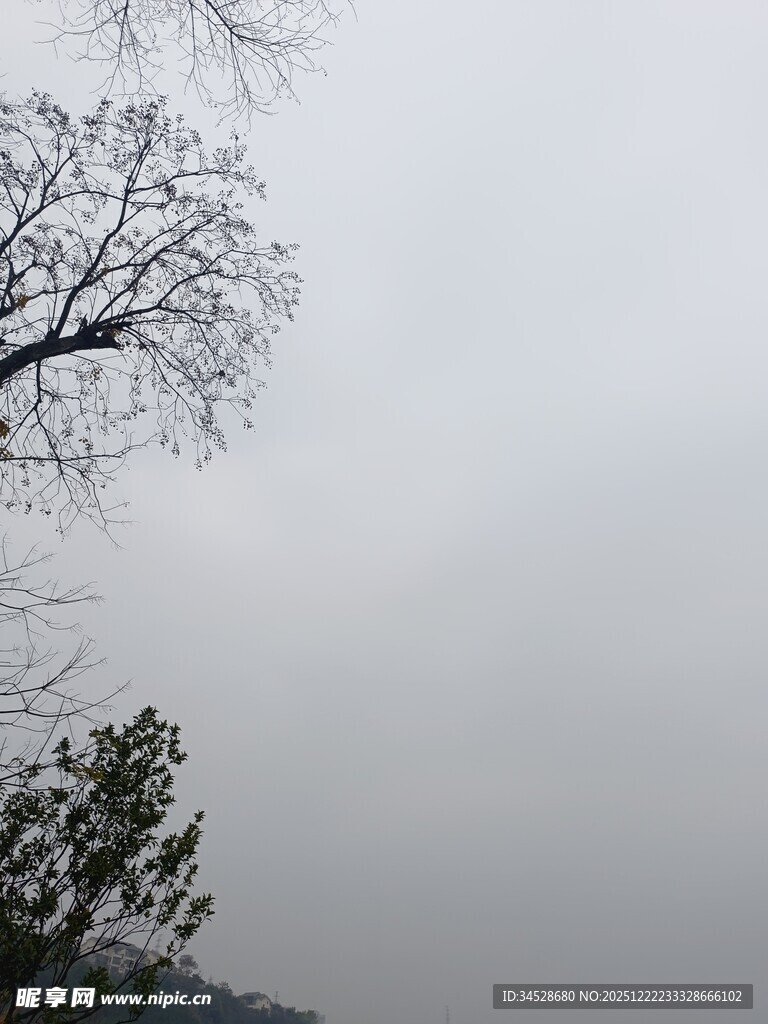 冬日枯树与朦胧天空