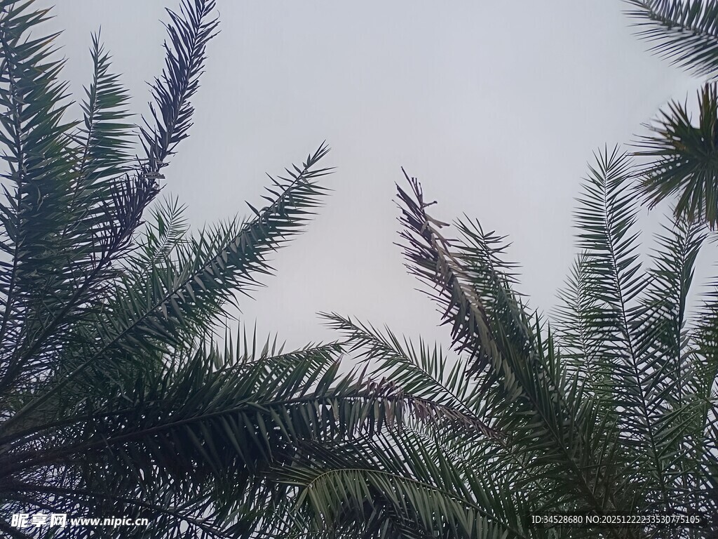 棕榈树的天空景致