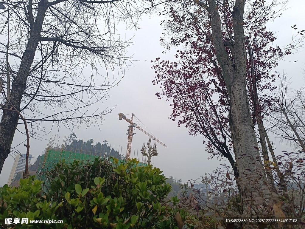 雾中树林与远处起重机