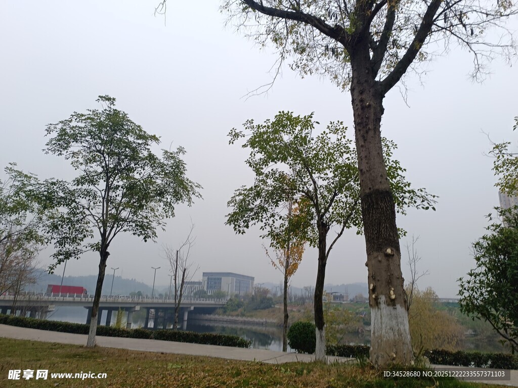 公园湖畔树木景致