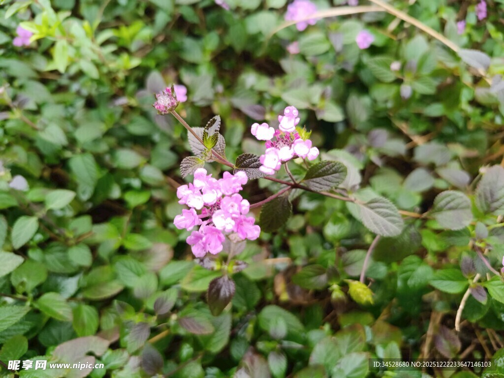 绿叶间的粉嫩小花