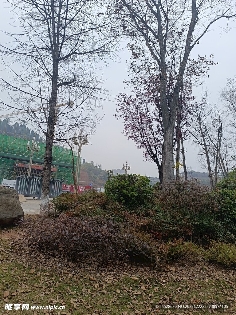 冬日郊野树木景观